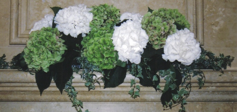 green and white hydrangea